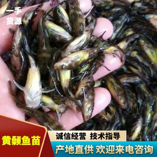 苍溪县黄颡鱼苗  黄桑鱼苗杂交黄辣丁鱼苗 黄骨鱼 包运输 提供技术