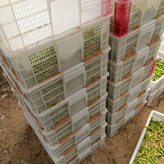 廉江市青豆虫