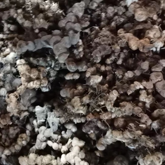 黎平县黄精，根已经剪干净
