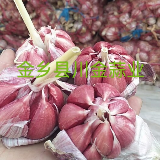 金乡县红皮蒜  金乡县川金蒜业。（常年批发大蒜）专业团队冷库存储。