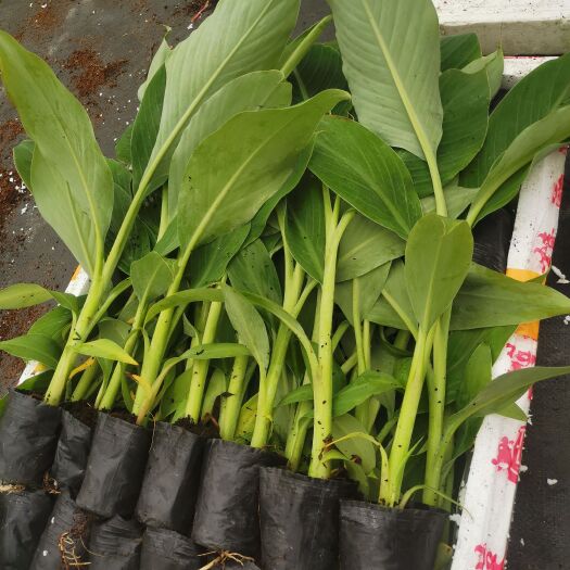 南宁金粉一号、 粉蕉苗、香蕉苗现货供应