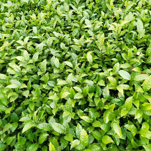 雅安问春茶苗，早茶问春