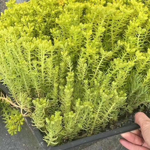 成都佛甲草方盘