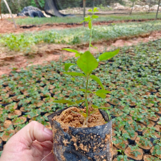 灵山县无刺金樱子苗，光果金樱子苗，自家苗场，一手货源。