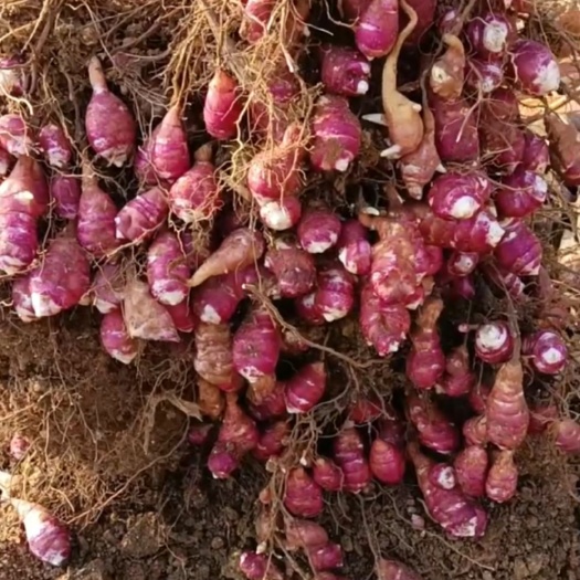菊芋种 洋姜种 红果菊芋种 红洋姜种 胰岛果种