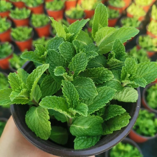 沭阳县薄荷盆栽可食用新鲜薄荷叶办公室阳台植物驱蚊薄荷苗净化空气绿植