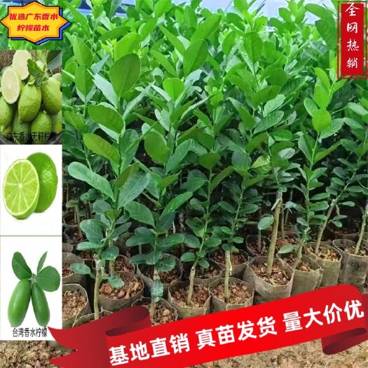 灵山县柠檬苗广东无核香水香水柠檬苗0.8公分起部分包邮一手货源