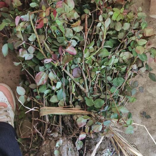 杭州红帽子月季