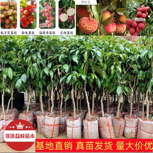 灵山县荔枝苗通货仙进奉越州红荔枝王嫁接苗实生苗0.8公分起部分包邮