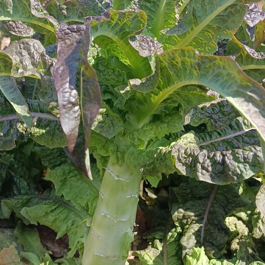 昆明红叶莴笋市场货20吨随时动刀