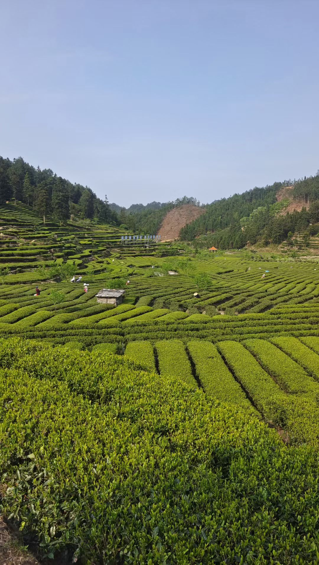 2025年高山富硒绿茶，明前云雾茶 (高香梅占绿)