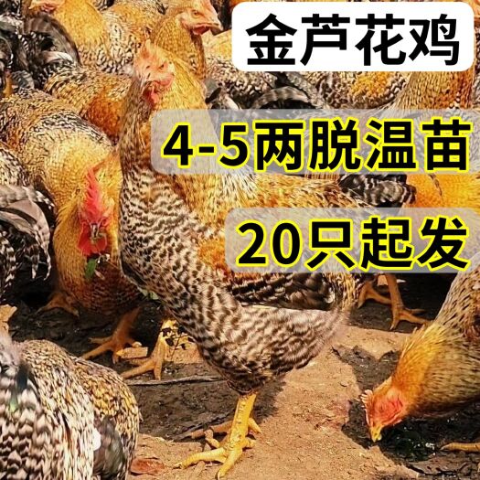 南宁脱温芦花鸡4-5两重
