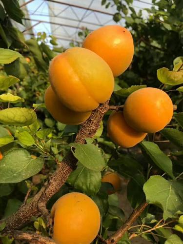 大荔县金太阳杏