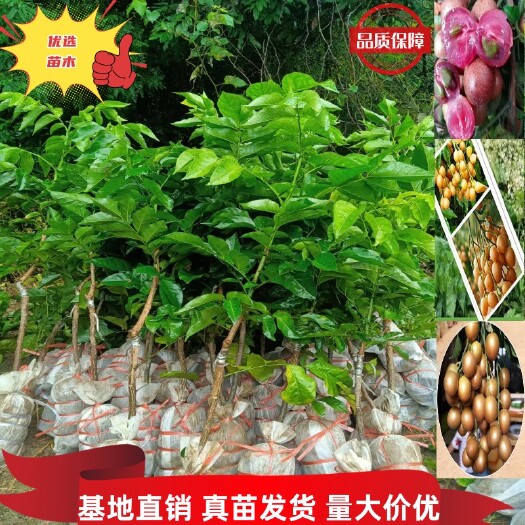 灵山县黄皮苗通货黑黄皮紫肉黄皮苗0.8公分,1公分头起一手货源