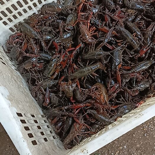 公安县荆州小龙虾
