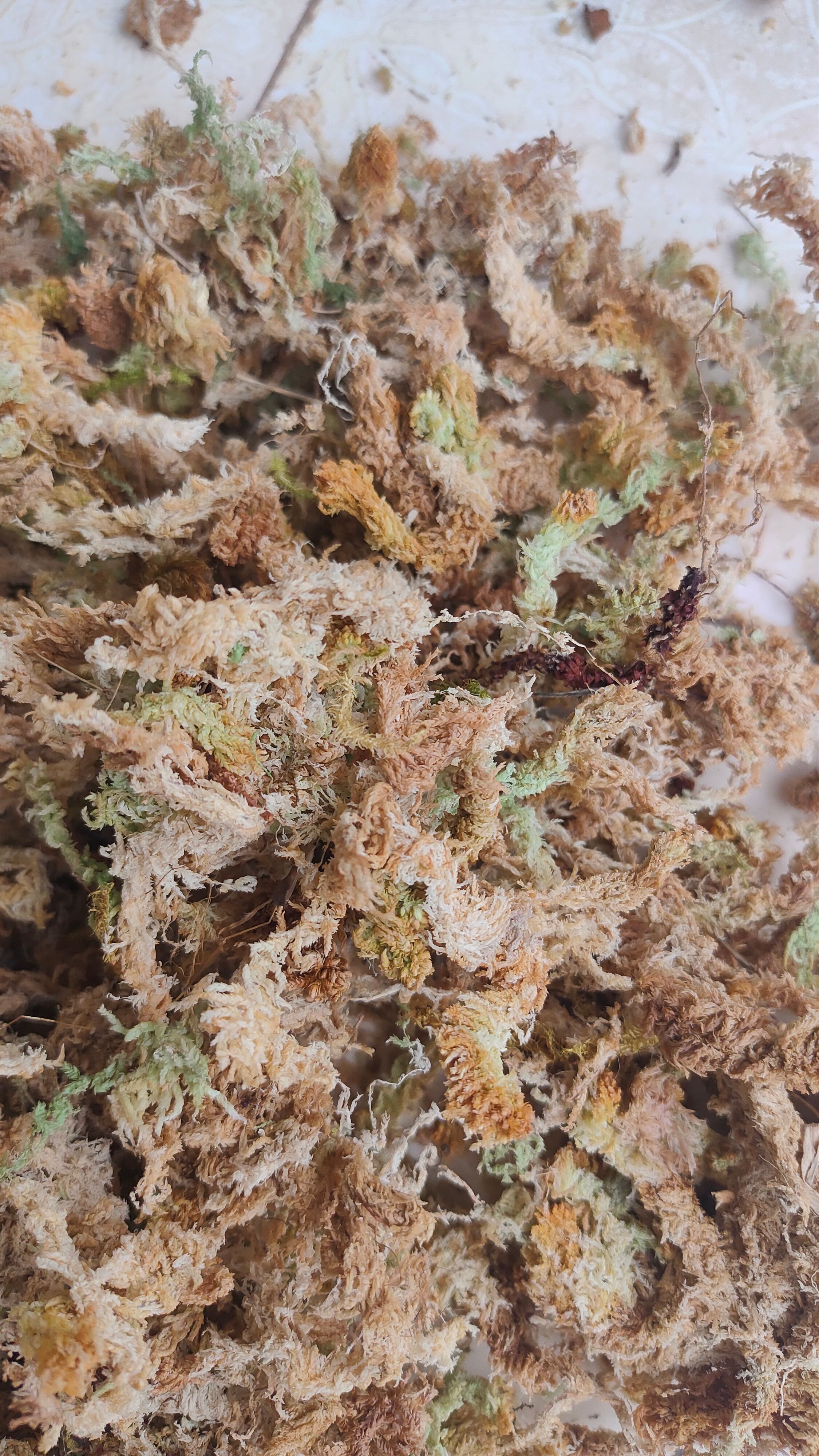 水苔福蝶兰专用水苔
