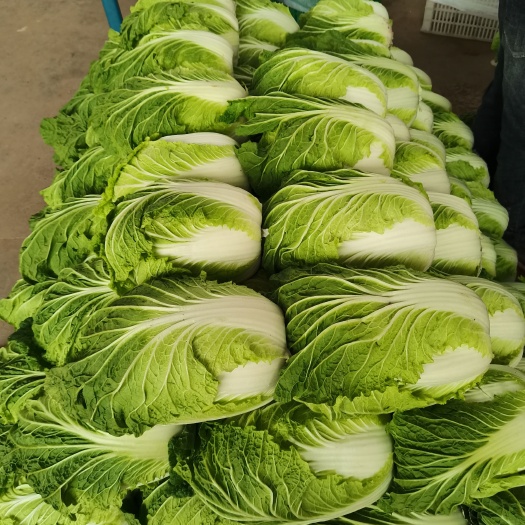 邯郸白菜产地大量供应在，货源充足，支持全国发货