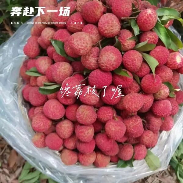 荔枝桂味