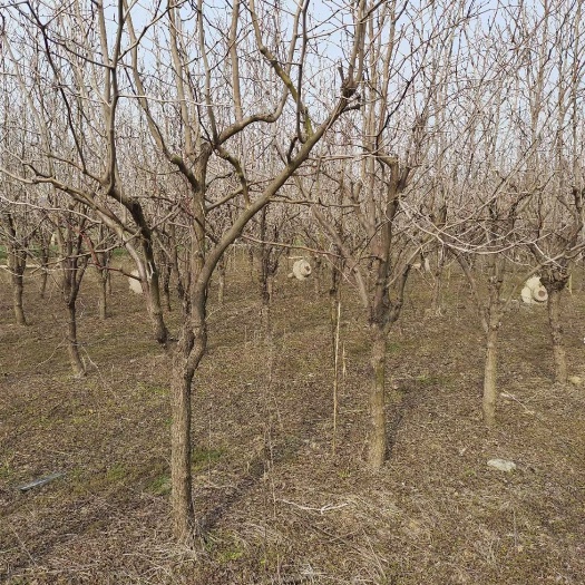 镇平县陕西大荔冬枣8一10公分