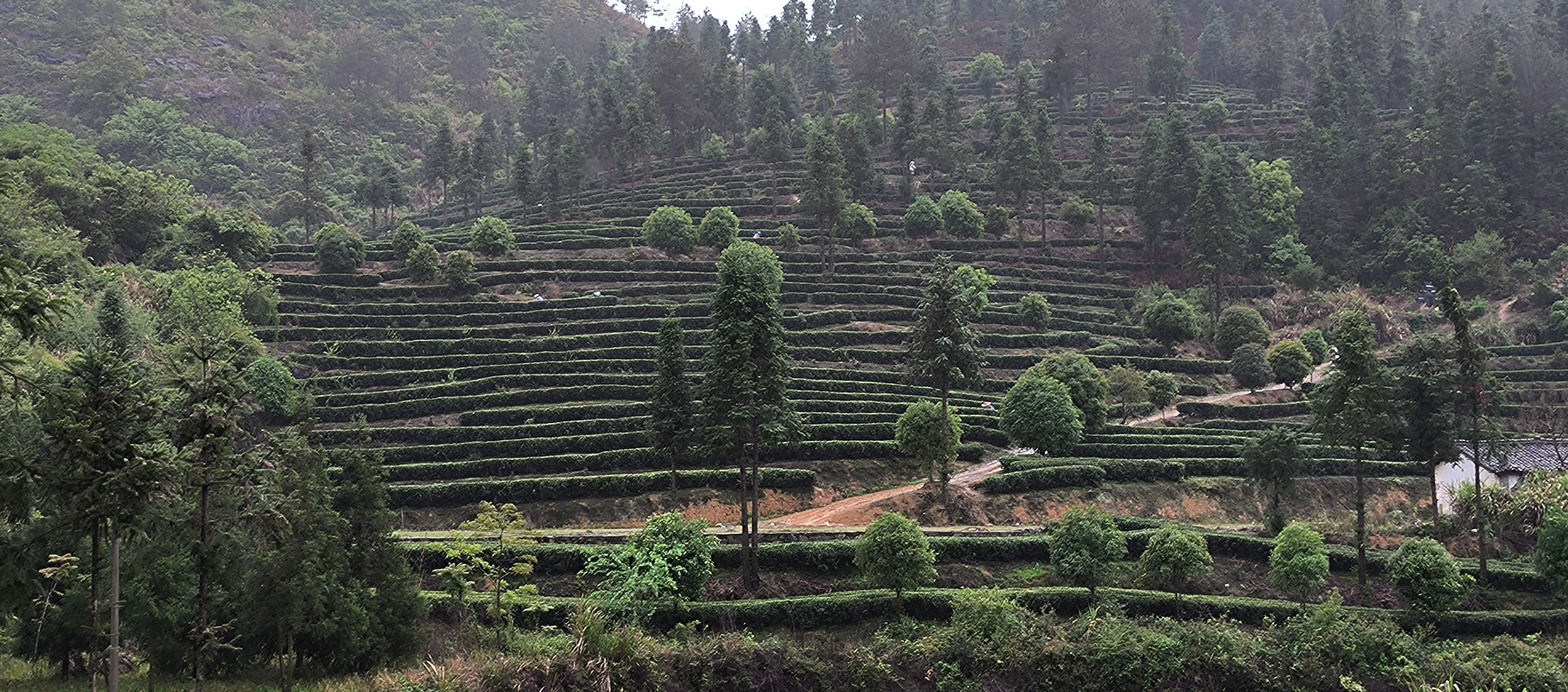 2025年高山富硒绿茶，明前云雾茶 (高香梅占绿)