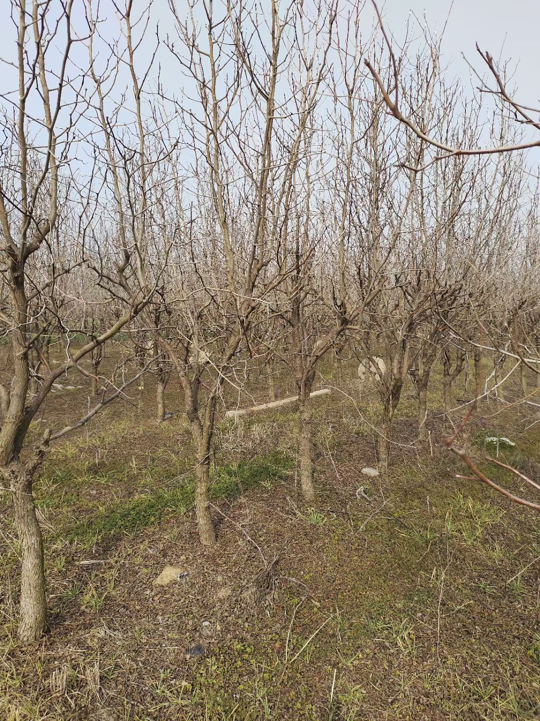 陕西大荔冬枣8一10公分