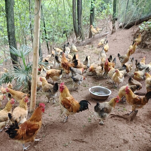 南充生态散养土鸡