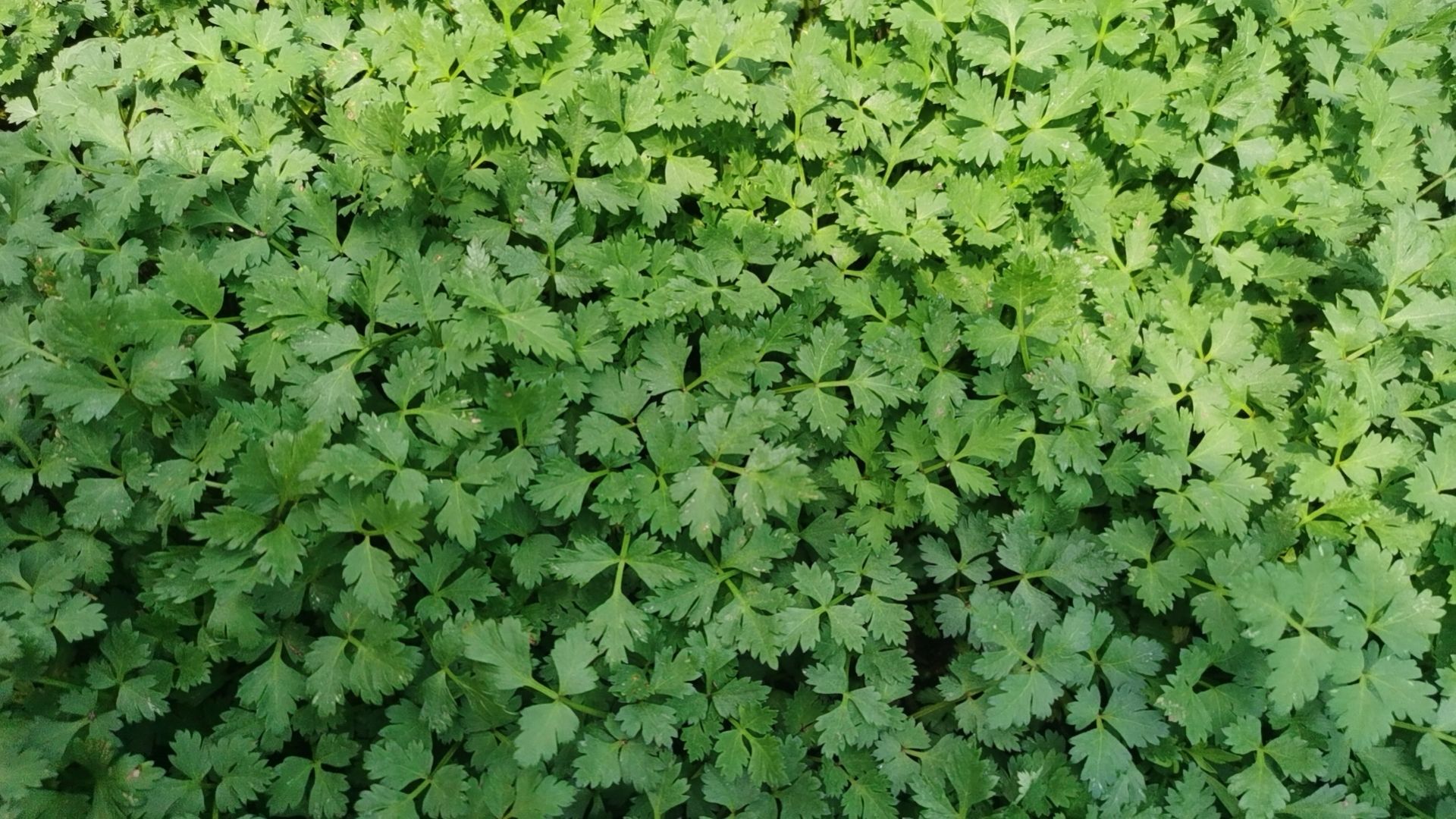 大量出售云当归苗