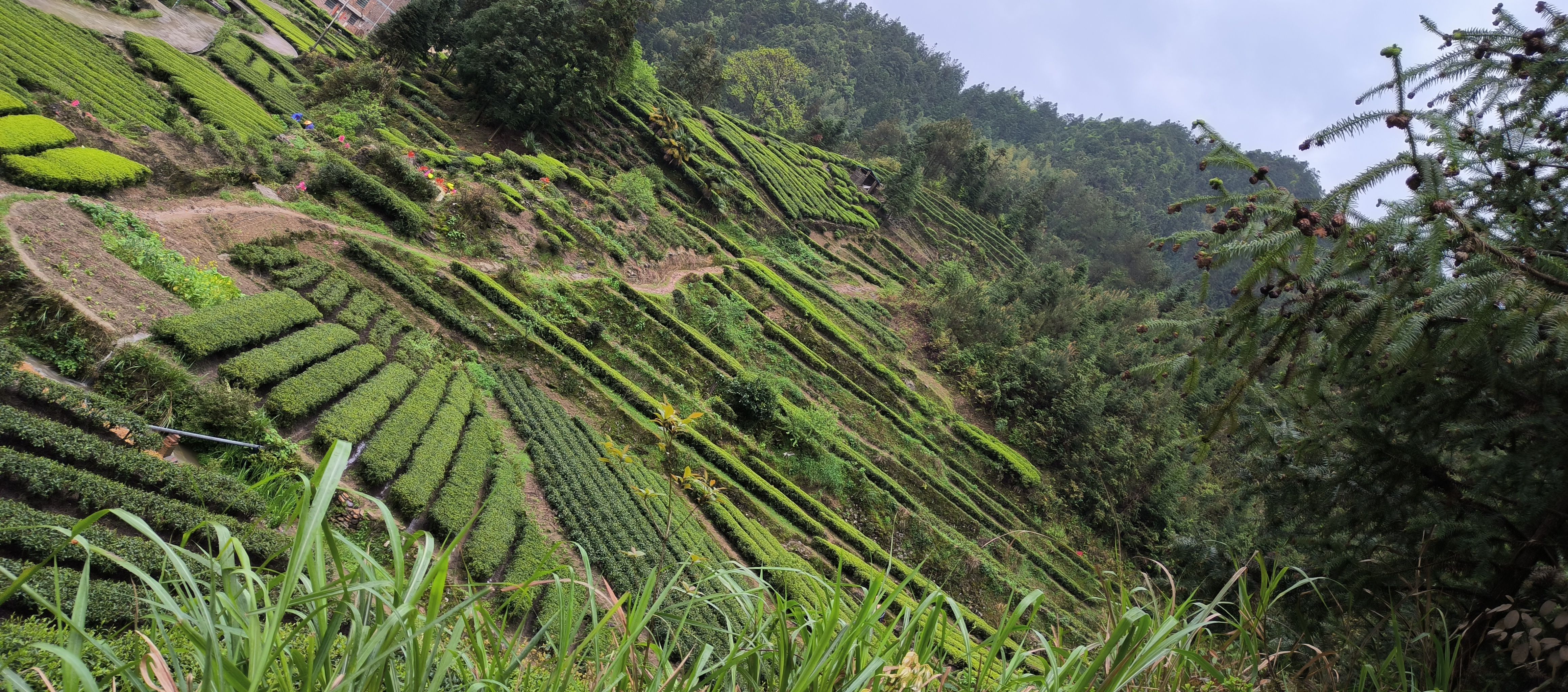 2025年高山富硒绿茶，明前云雾茶 (高香梅占绿)