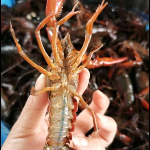 兴化市兴化清水小龙虾