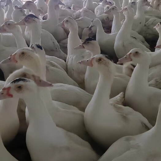 舒城县白番肉鸭