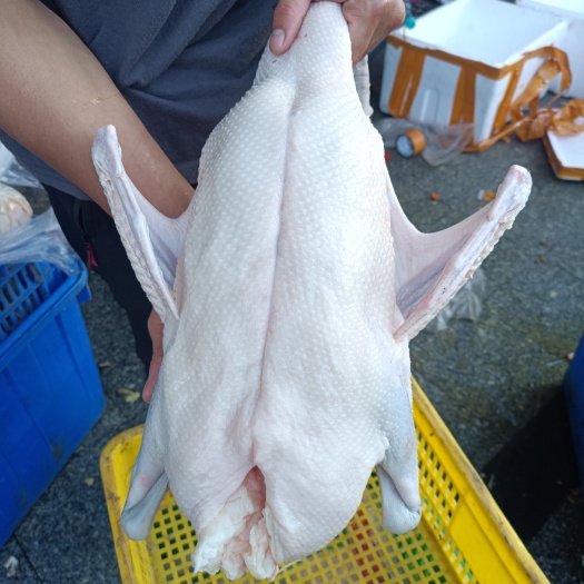 佛山鹅黑棕鹅精品