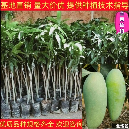 灵山县芒果苗金煌台农桂七四季芒红贵妃芒果苗嫁接苗打泥球裸根原生苗