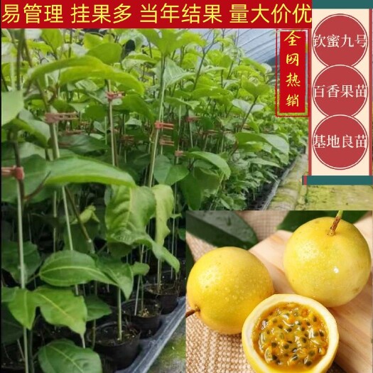 灵山县钦蜜九号百香果苗嫁接苗台农紫香百香果苗一手货源