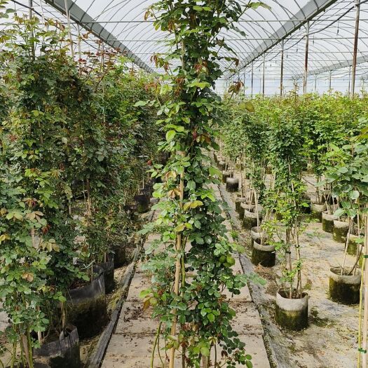 高度200厘米高藤本月季 三季花 爬藤月季