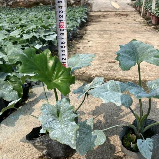 春羽 春雨 绿化盆栽工程 基地直发