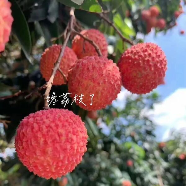 荔枝桂味