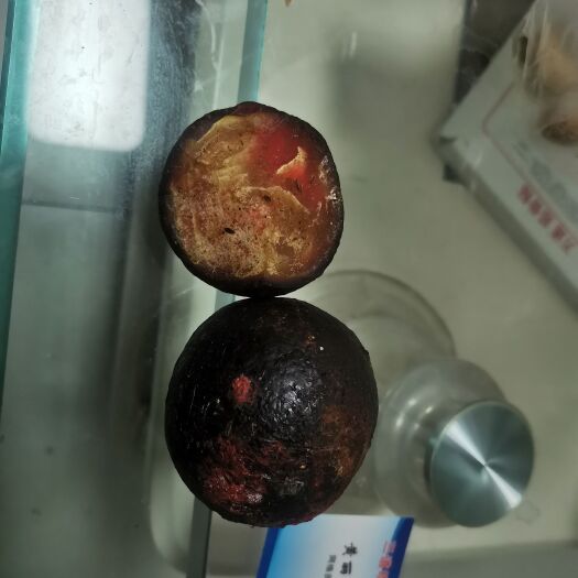 乌海狗宝