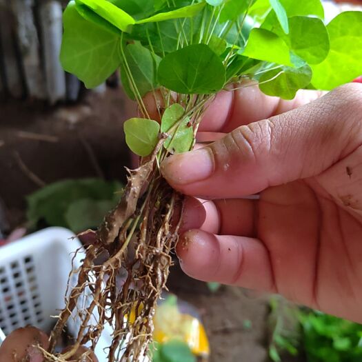 赣州粉防己种苗 （裸苗）春季种植易种活。带多年种植经验指导
