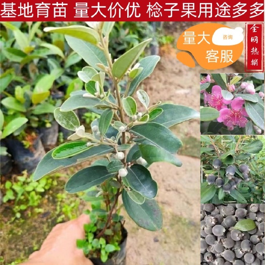 灵山县桃金娘苗山棯子苗带土杯苗裸根苗部分包邮