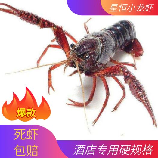 潜江市【热销】小龙虾湖北潜江市产地直销全国直供