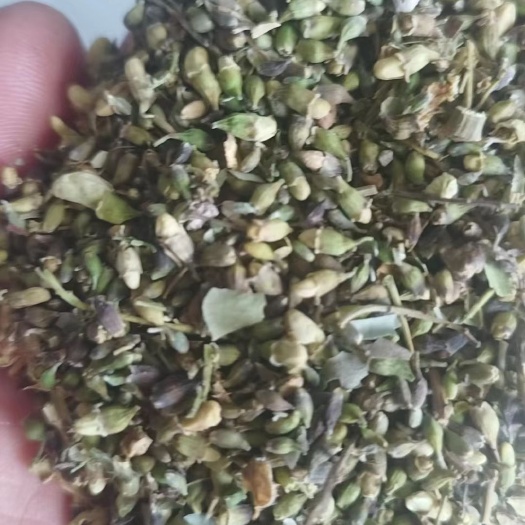 长治自种自销双季槐米，无花，无黑米！量大优惠