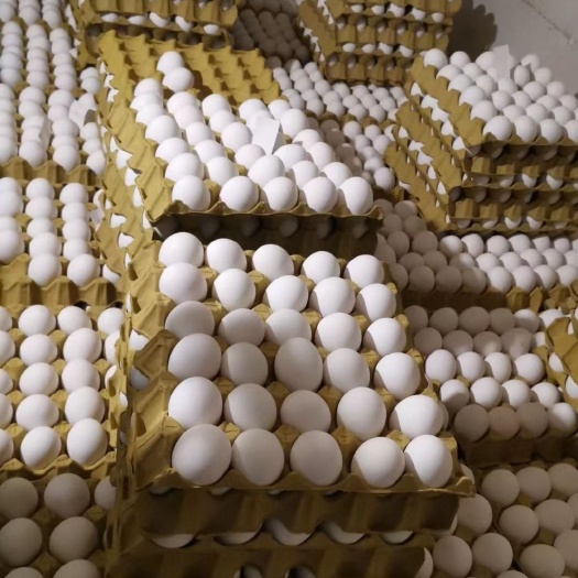 涿州市蛋壳质量好大小均匀价格优惠，厂家直销