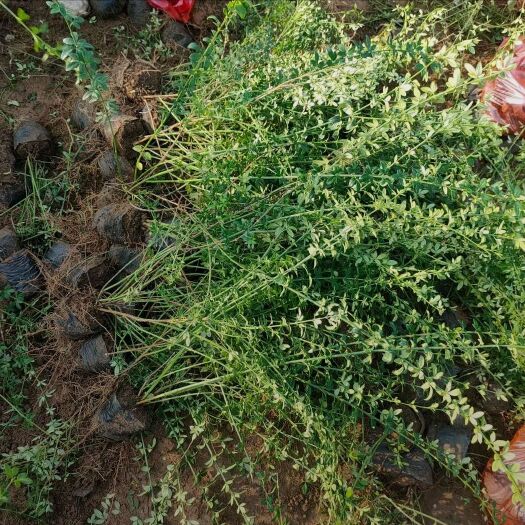 青州市迎春花，又叫梅花，园林绿化，花海点缀栽植，护坡工程，道路美化