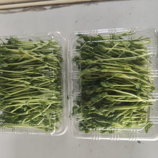 诸城市豌豆苗