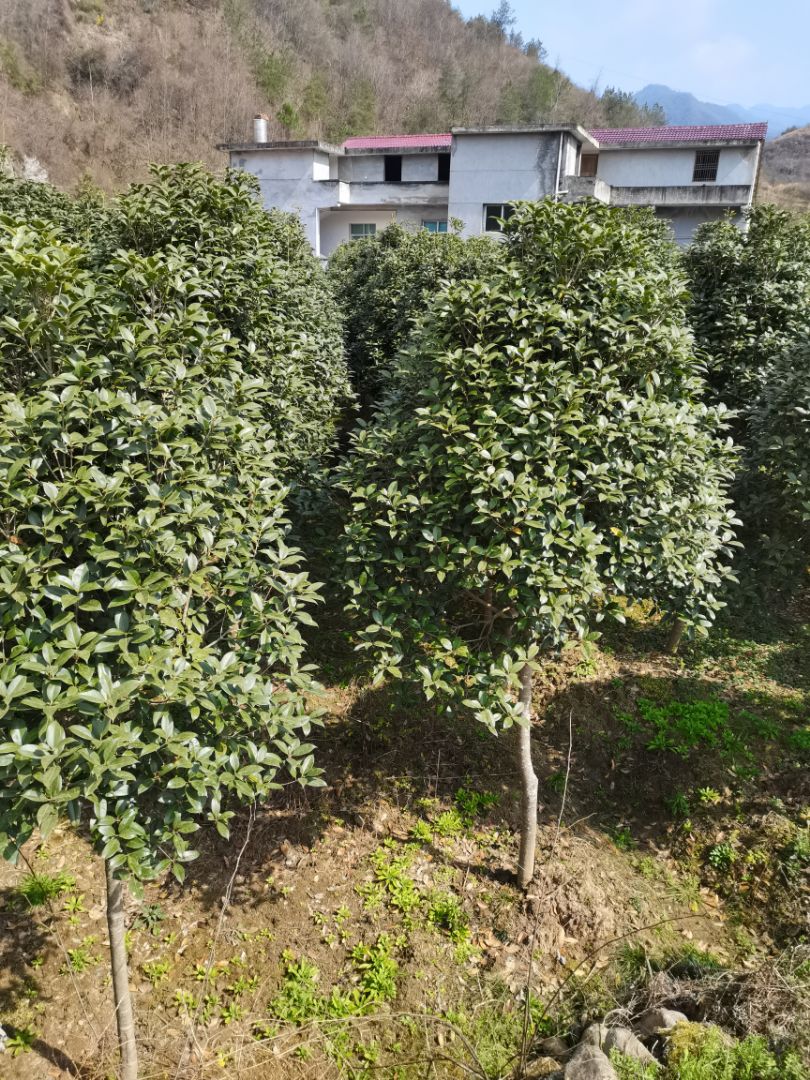 桂花
