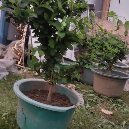 赣州四季金银花苗