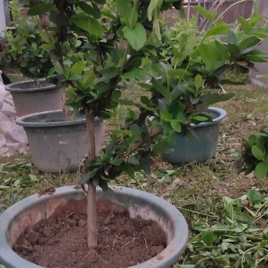 赣州四季金银花苗