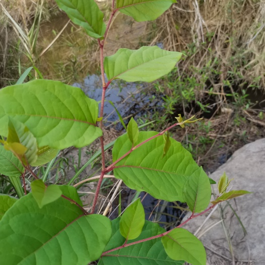从江县虎杖  中药材