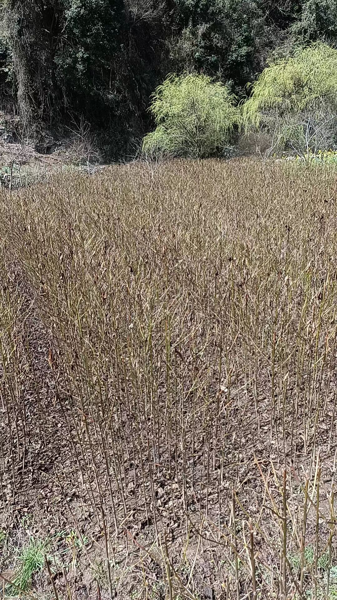 喜树苗（千丈苗）