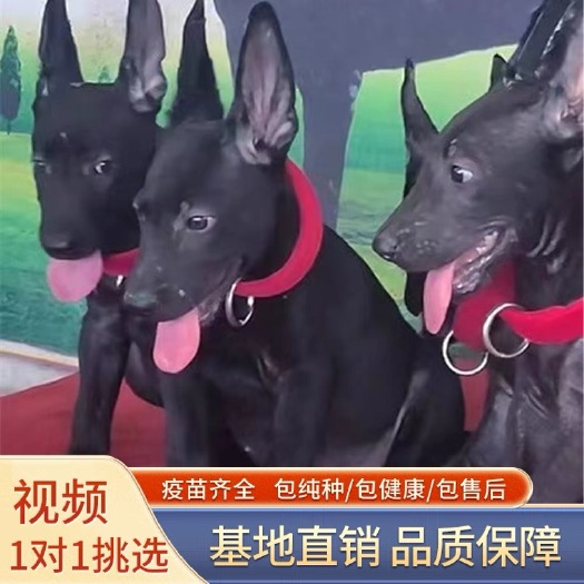 长沙精品纯种血统黑狼犬 自然立耳 贴身短毛 公母都有 全国可发